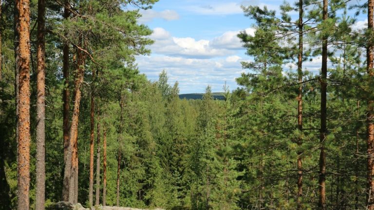 a forest filled with lots of tall pine trees