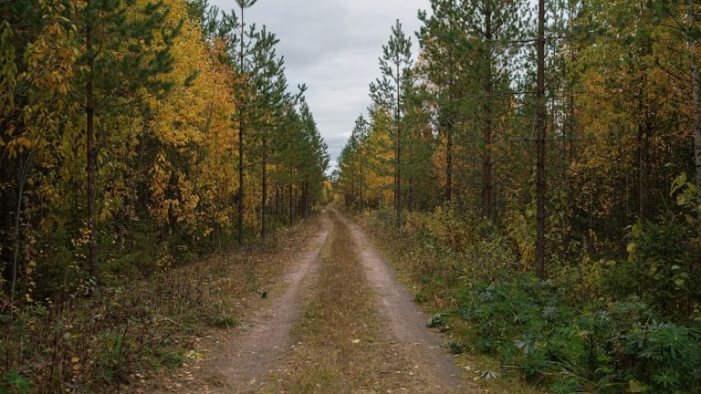 a dirt road in the middle of a forest